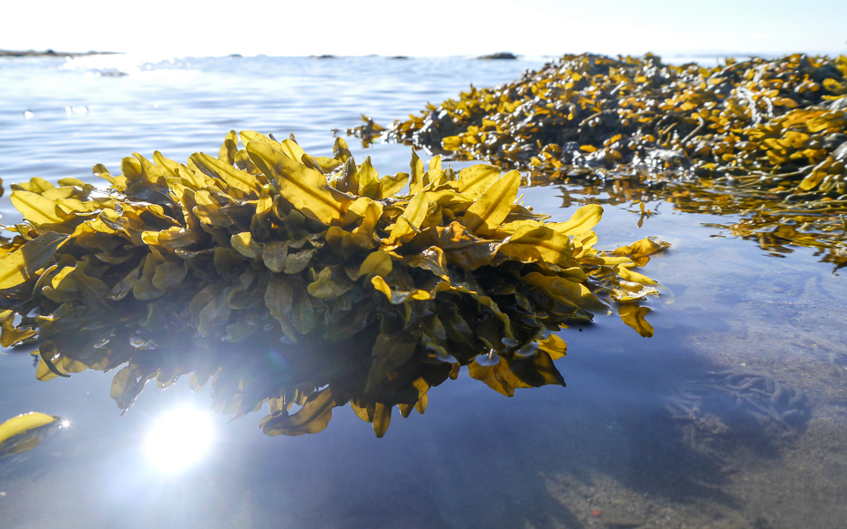 Seaweed in tidal pools, Breidafjordur, Iceland